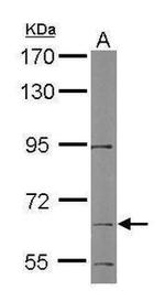 PHACTR3 Antibody in Western Blot (WB)