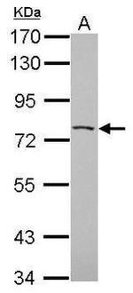 PHACTR3 Antibody in Western Blot (WB)