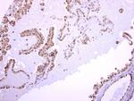 ASMTL Polyclonal Antibody