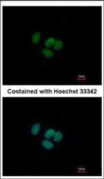 GRHL1 Polyclonal Antibody