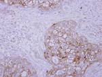 SCFD1 Polyclonal Antibody