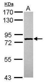 STRBP Polyclonal Antibody