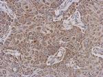 TTLL12 Polyclonal Antibody