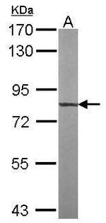 TTLL12 Antibody in Western Blot (WB)