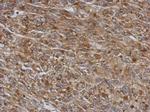 TMCO3 Polyclonal Antibody