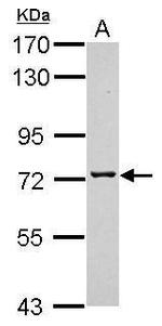 TMCO3 Antibody in Western Blot (WB)