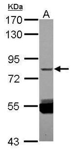 ZNF280C Polyclonal Antibody