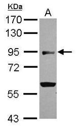 BEND2 Antibody in Western Blot (WB)