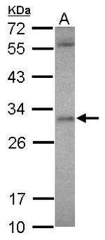 ASB12 Polyclonal Antibody