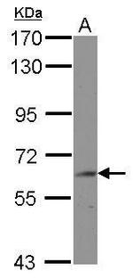 BIN2 Polyclonal Antibody