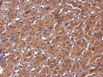 CBWD1 Antibody in Immunohistochemistry (Paraffin) (IHC (P))