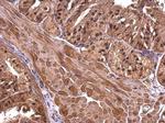 CBWD1 Antibody in Immunohistochemistry (Paraffin) (IHC (P))