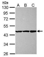 CBWD1 Antibody in Western Blot (WB)