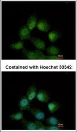 CCDC14 Antibody in Immunocytochemistry (ICC/IF)