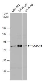 CCDC14 Antibody in Western Blot (WB)