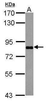 CCDC14 Antibody in Western Blot (WB)