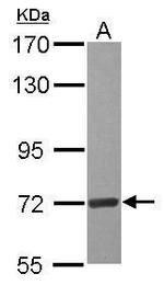 EEFSEC Polyclonal Antibody