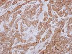 FAM120A Antibody in Immunohistochemistry (Paraffin) (IHC (P))
