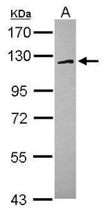 FAM120A Antibody in Western Blot (WB)