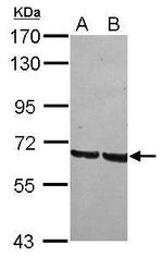 GRHL1 Antibody in Western Blot (WB)