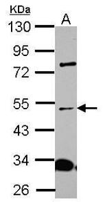 ICA1L Polyclonal Antibody