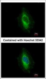 EPLIN Polyclonal Antibody