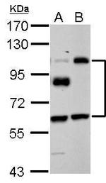 EPLIN Antibody in Western Blot (WB)