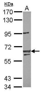 LIN54 Polyclonal Antibody