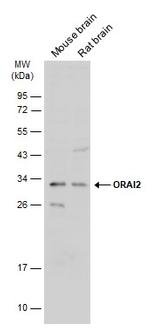 ORAI2 Antibody in Western Blot (WB)