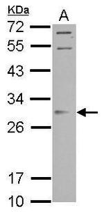 ORAI2 Antibody in Western Blot (WB)