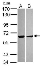 PYROXD2 Antibody in Western Blot (WB)