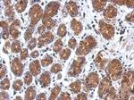 SEL1L3 Polyclonal Antibody
