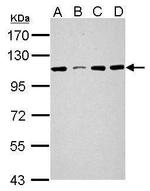 SEL1L3 Antibody in Western Blot (WB)