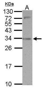 SLAMF9 Polyclonal Antibody