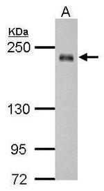 SSFA2 Antibody in Western Blot (WB)