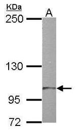 TTLL7 Polyclonal Antibody