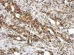Ubiquilin 4 Antibody in Immunohistochemistry (Paraffin) (IHC (P))