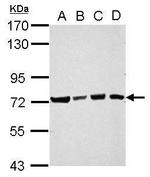 Ubiquilin 4 Antibody in Western Blot (WB)