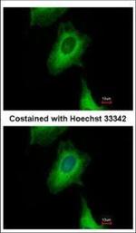 UBXN1 Polyclonal Antibody