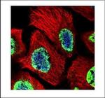 H3K27me3 Polyclonal Antibody