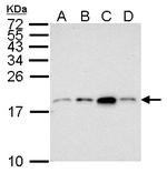 H3K27me3 Antibody in Western Blot (WB)