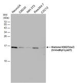 H3K27me3 Antibody in Western Blot (WB)