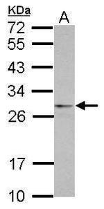 eIF4H Polyclonal Antibody