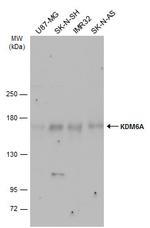 KDM6A Antibody in Western Blot (WB)