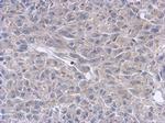 Cytokeratin 36 Antibody in Immunohistochemistry (Paraffin) (IHC (P))