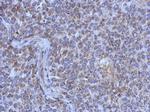 MRPL44 Polyclonal Antibody
