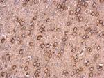 NCALD Antibody in Immunohistochemistry (Paraffin) (IHC (P))