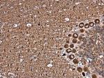 NCALD Antibody in Immunohistochemistry (Paraffin) (IHC (P))