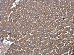 PDIA6 Polyclonal Antibody