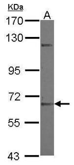ZNF334 Antibody in Western Blot (WB)